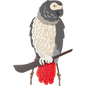 African Grey