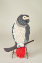 African Grey