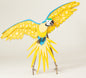 Blue and Gold Macaw